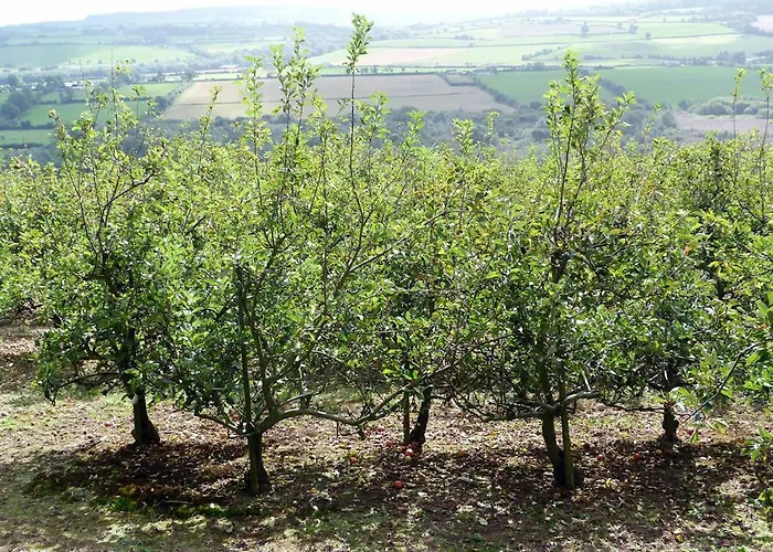 Hébergement de vacances 3 Bed In Lismore Oc-ii07013